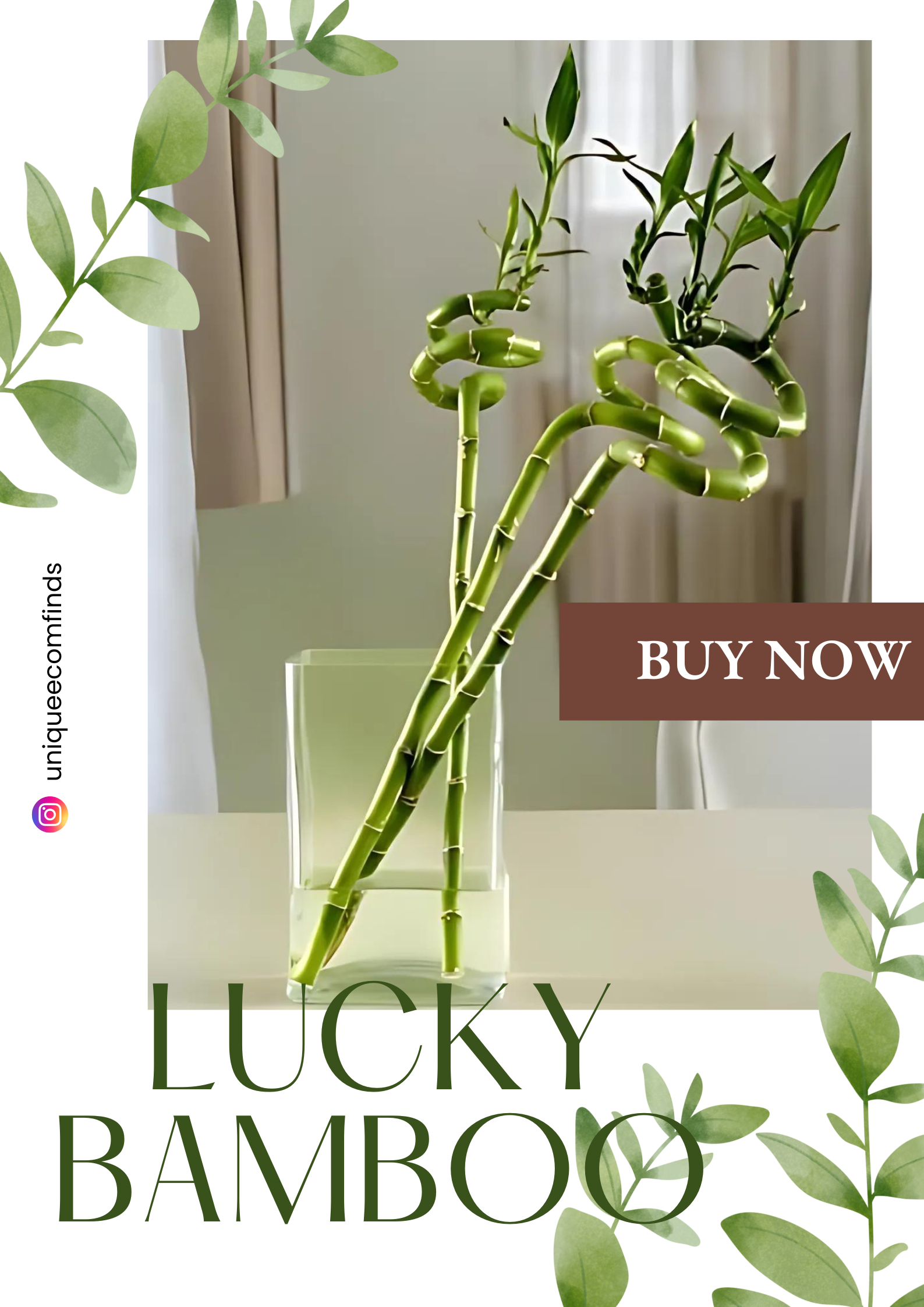 Spiral Lucky Bamboo/Dancing Sticks