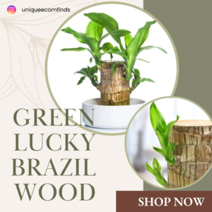 Green Lucky Brazil Wood