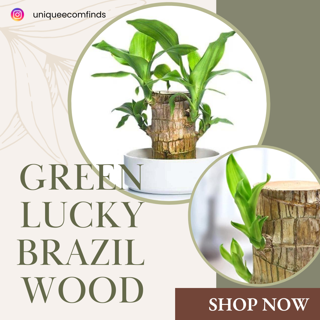 Green Lucky Brazil Wood