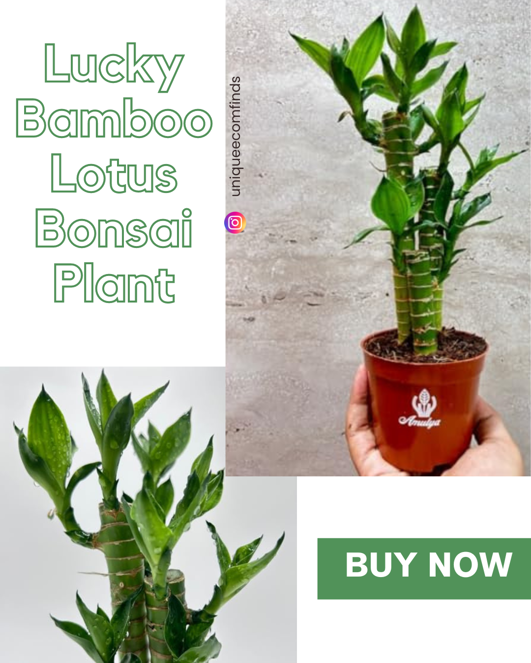Lucky Bamboo Lotus Bonsai Plant